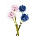 Allium Soğanı